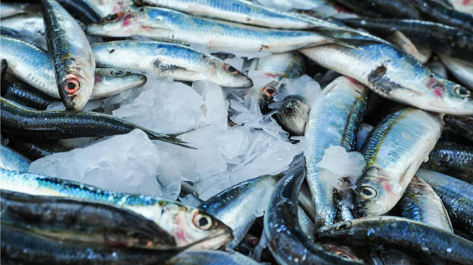 Picual y pescados azules: maridajes de otoño para potenciar sabor y salud
