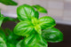 Albahaca
